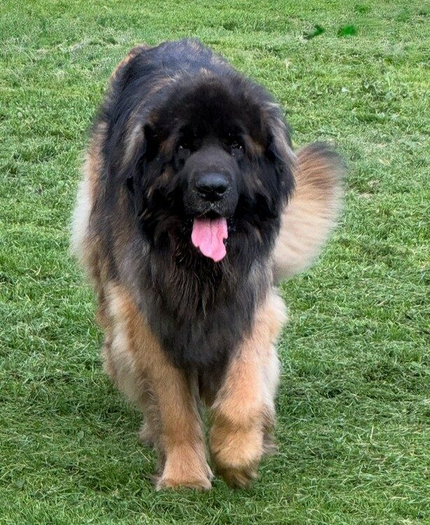 chiens-portee-chiots-leonberg-juillet-2025-clos-des-bruyeres-charentes-maritimes-france-3