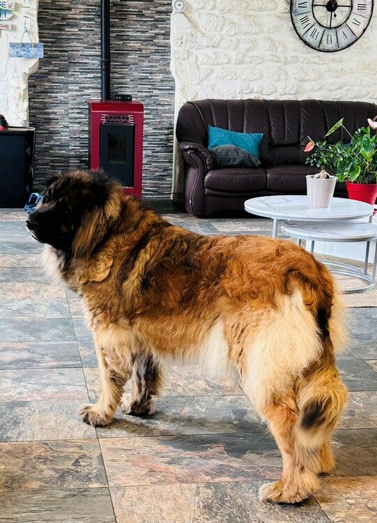 chiens-portee-chiots-leonberg-juillet-2025-clos-des-bruyeres-charentes-maritimes-france