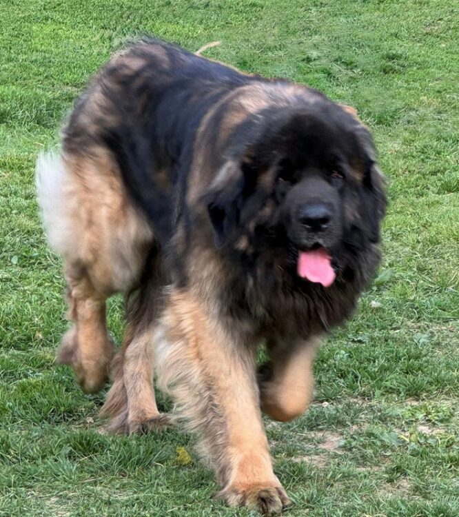 portee-chiots-leonberg-juillet-2025-clos-des-bruyeres-charentes-matirimes-france